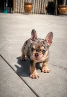 Future, a male French Bulldog for sale in Pomona, CA – 1 of 1