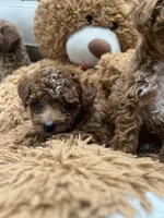 Bella, a female Poodle - Toy  for sale in North Highlands, CA – 6 of 7