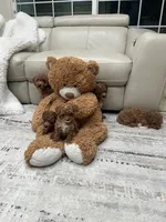 Bella, a female Poodle - Toy  for sale in North Highlands, CA – 3 of 7