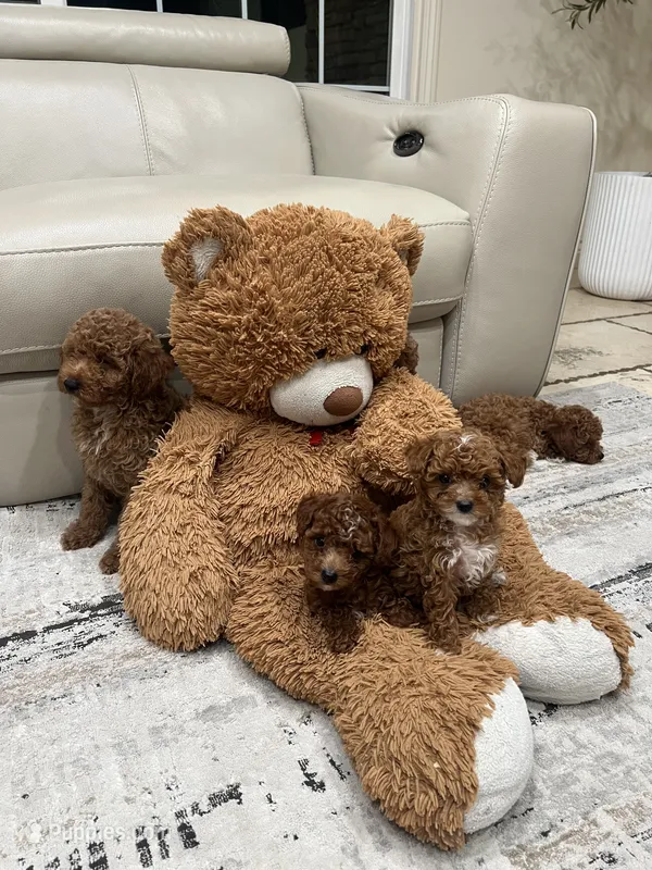 Bella – Poodle - Toy  puppy for sale in North Highlands, CA