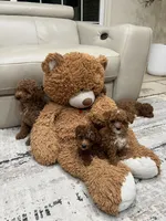 Bella, a female Poodle - Toy  for sale in North Highlands, CA – 1 of 7