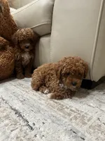 Bella, a female Poodle - Toy  for sale in North Highlands, CA – 2 of 7