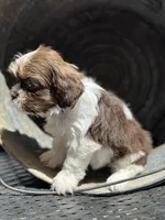 Simon, a female Cavalier King Charles Spaniel and Shih Tzu for sale in Campobello, SC – 4 of 4