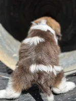 Simon, a female Cavalier King Charles Spaniel and Shih Tzu for sale in Campobello, SC – 2 of 4