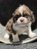 Simon, a female Cavalier King Charles Spaniel and Shih Tzu for sale in Campobello, SC – 1 of 4