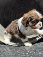 Simon, a female Cavalier King Charles Spaniel and Shih Tzu for sale in Campobello, SC – 3 of 4