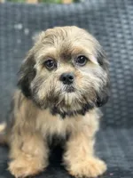 Truffle, a male Cavalier King Charles Spaniel and Shih Tzu for sale in Campobello, SC – 4 of 6