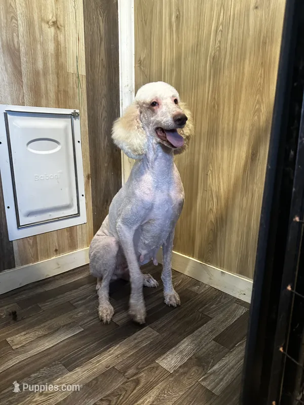 Shana – Poodle - Standard  puppy for sale in Campobello, SC