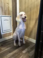 Shana, a female Poodle - Standard  for sale in Campobello, SC – 1 of 2