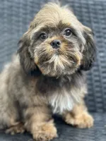 Tippy, a male Cavalier King Charles Spaniel and Shih Tzu for sale in Campobello, SC – 4 of 5