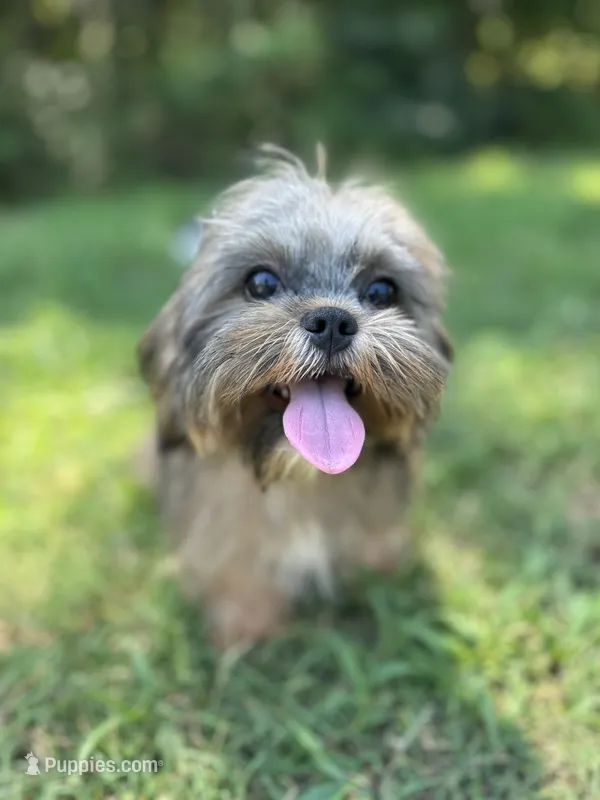 Tucker  – Cavalier King Charles Spaniel, Shih Tzu puppy for sale in Campobello, SC