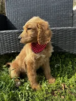 Tank, a male Goldendoodle for sale in Campobello, SC – Photo 5 of 5