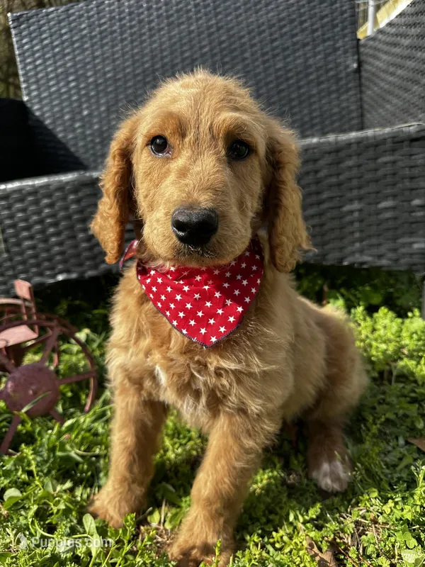 Tank – Goldendoodle puppy for sale in Campobello, SC