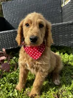 Tank, a male Goldendoodle for sale in Campobello, SC – Photo 1 of 5