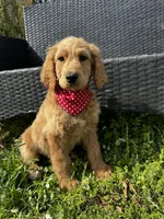 Tank, a male Goldendoodle for sale in Campobello, SC – Photo 4 of 5