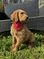 Tank, a male Goldendoodle for sale in Campobello, SC – Photo 3 of 5