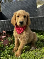 Tank, a male Goldendoodle for sale in Campobello, SC – Photo 2 of 5