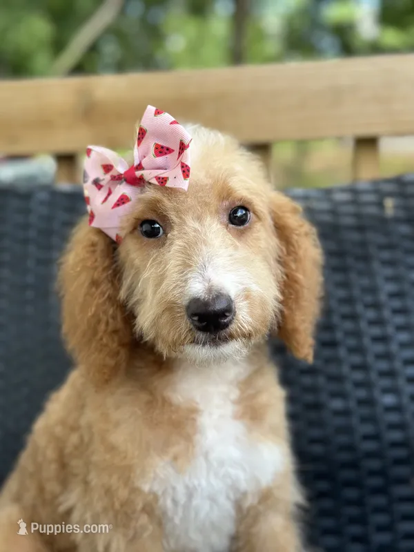 Daisy – Bernedoodle puppy for sale in Campobello, SC