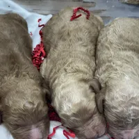 Christmas baby, a female Goldendoodle for sale in Campobello, SC – Photo 3 of 5