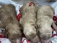 processed/d10d256b-b0a6-437b-ae06-f8aa75a39102/listing/10646e22-13ea-4d90-bfc2-8881160df3b4/17e9814f-fa03-49a0-89df-83b66632b43b