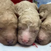 Christmas baby, a female Goldendoodle for sale in Campobello, SC – Photo 2 of 5