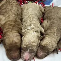 Christmas baby, a female Goldendoodle for sale in Campobello, SC – Photo 4 of 5