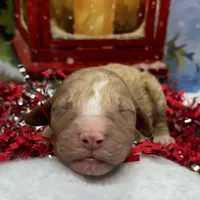Christmas baby, a female Goldendoodle for sale in Campobello, SC – Photo 1 of 5