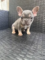 Blaze, a male French Bulldog for sale in Campobello, SC – 1 of 5