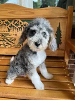 Chuck, a male Aussiedoodle for sale in Campobello, SC – Photo 9 of 10