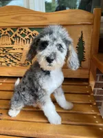 Chuck, a male Aussiedoodle for sale in Campobello, SC – Photo 7 of 10