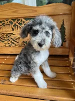 Chuck, a male Aussiedoodle for sale in Campobello, SC – Photo 1 of 10