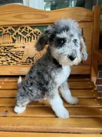 Chuck, a male Aussiedoodle for sale in Campobello, SC – Photo 4 of 10