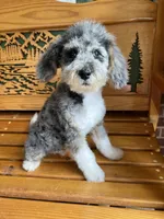 Chuck, a male Aussiedoodle for sale in Campobello, SC – Photo 8 of 10