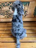 Chuck, a male Aussiedoodle for sale in Campobello, SC – Photo 10 of 10