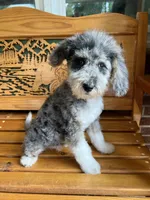 Chuck, a male Aussiedoodle for sale in Campobello, SC – Photo 2 of 10