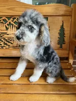 Chuck, a male Aussiedoodle for sale in Campobello, SC – Photo 3 of 10