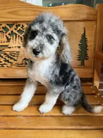 Chuck, a male Aussiedoodle for sale in Campobello, SC – Photo 6 of 10