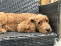 Rex, a male Goldendoodle for sale in Campobello, SC – 4 of 7