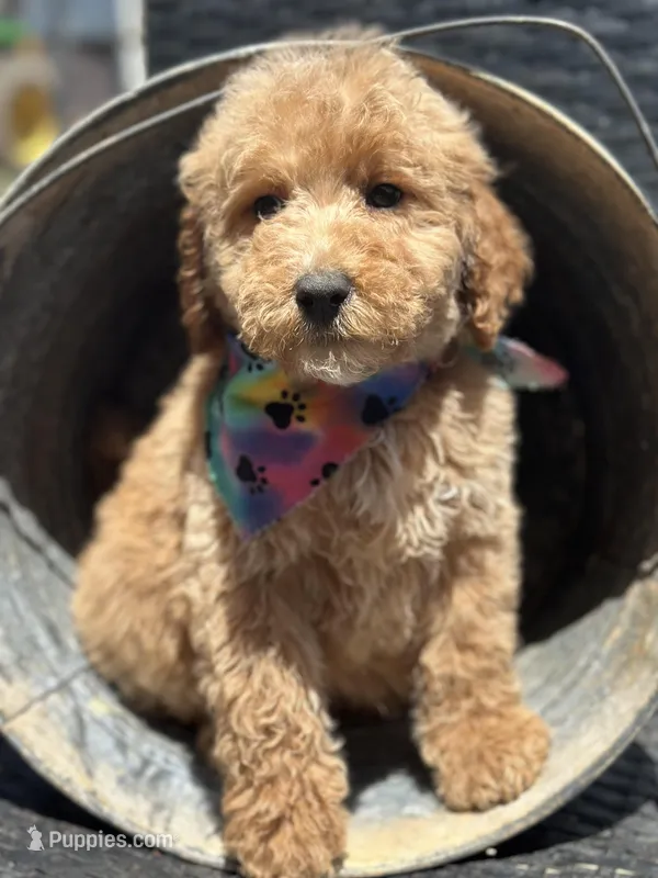 Tucker – Bernedoodle puppy for sale in Campobello, SC