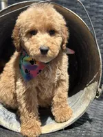 Tucker, a male Bernedoodle for sale in Campobello, SC – 3 of 3