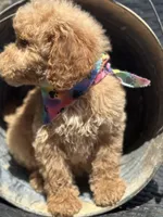 Tucker, a male Bernedoodle for sale in Campobello, SC – 2 of 3