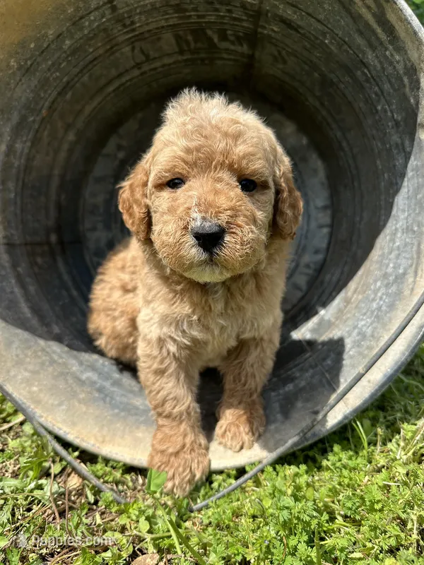 Tucker – Bernedoodle puppy for sale in Campobello, SC