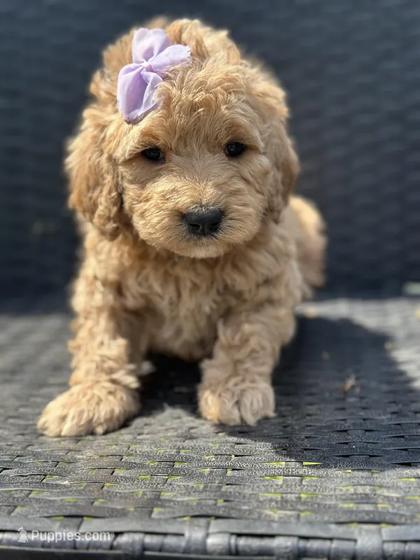 Trinket – Goldendoodle puppy for sale in Campobello, SC