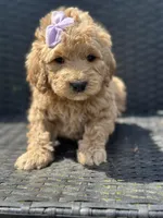 Trinket, a female Goldendoodle for sale in Campobello, SC – 1 of 1