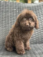 Taylor, a female Cavalier King Charles Spaniel and Poodle - Toy  for sale in Campobello, SC – 5 of 6