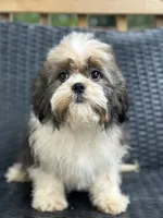 Trinket, a female Cavalier King Charles Spaniel and Shih Tzu for sale in Campobello, SC – 2 of 6