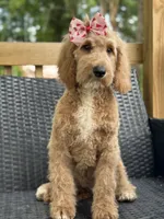Sallie, a female Goldendoodle for sale in Campobello, SC – 4 of 7