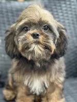 Tippy, a male Cavalier King Charles Spaniel and Shih Tzu for sale in Campobello, SC – 1 of 5
