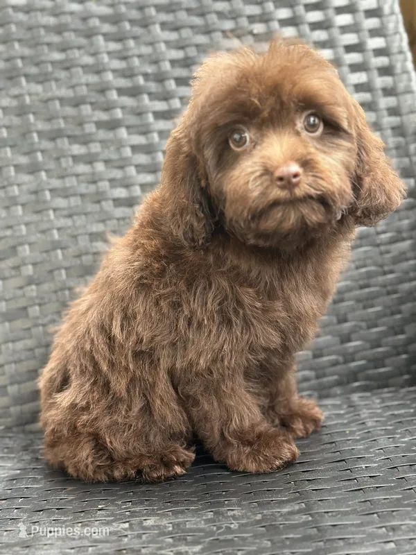 Shawn – Cavalier King Charles Spaniel, Poodle - Toy  puppy for sale in Campobello, SC