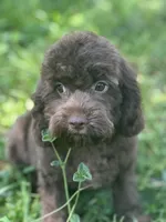 Chip, a male Cavalier King Charles Spaniel and Poodle - Miniature  for sale in Campobello, SC – 5 of 7